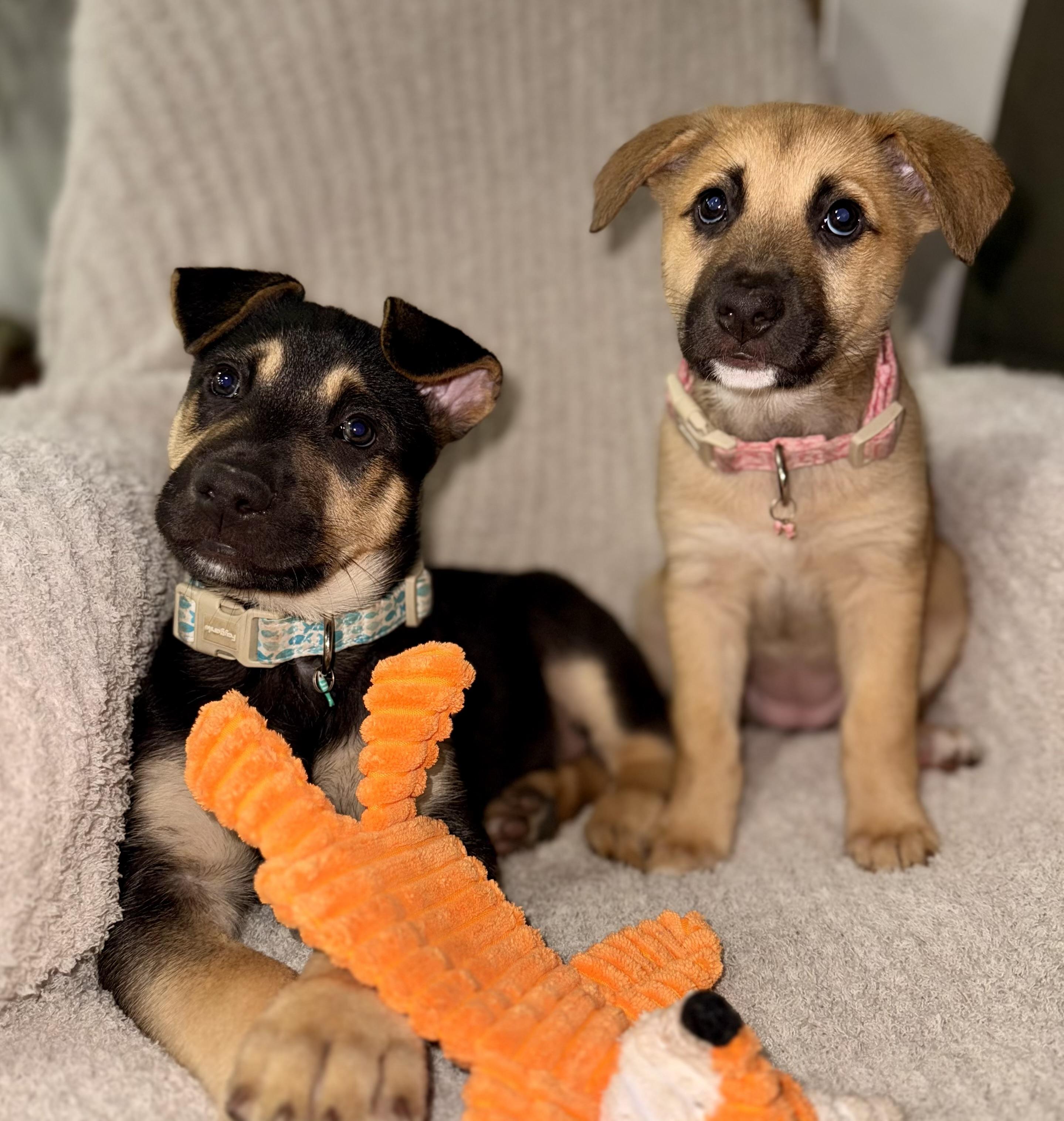 Enlarge William, an adopted mixed breed in Cypress, TX image 5/6