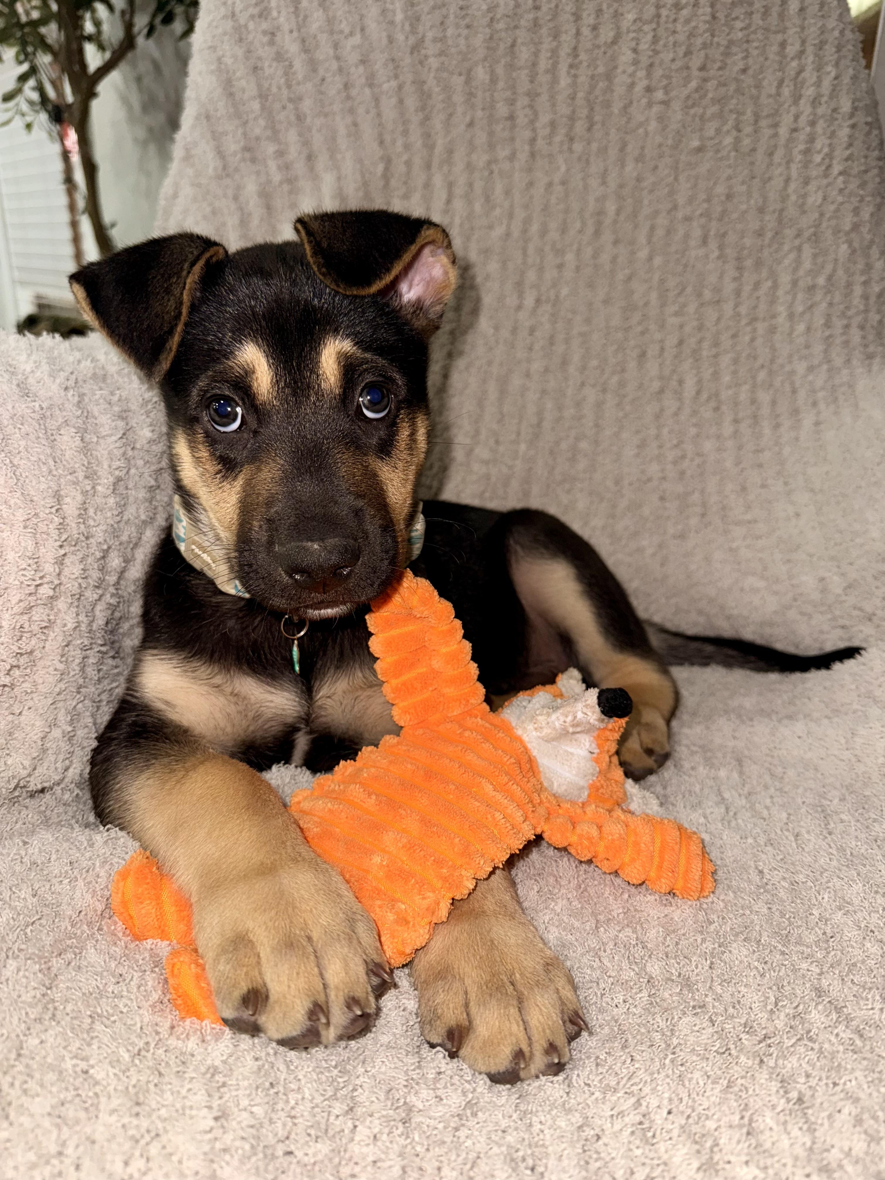 Enlarge William, an adopted mixed breed in Cypress, TX image 6/6