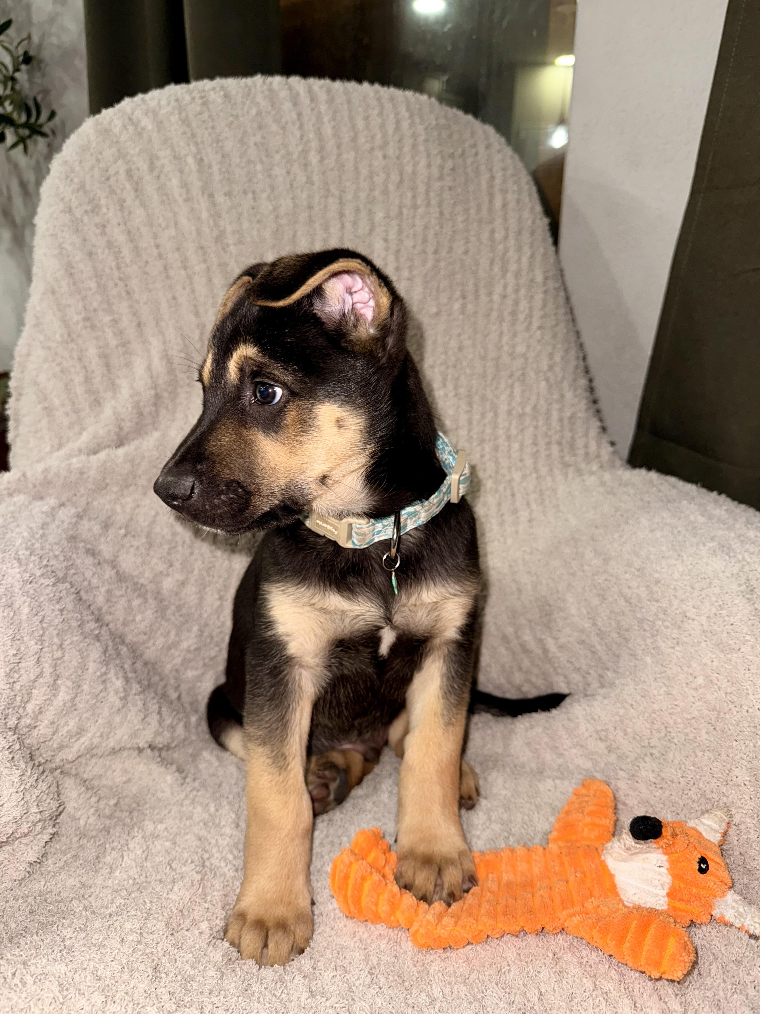 Enlarge William, an adopted mixed breed in Cypress, TX image 4/6