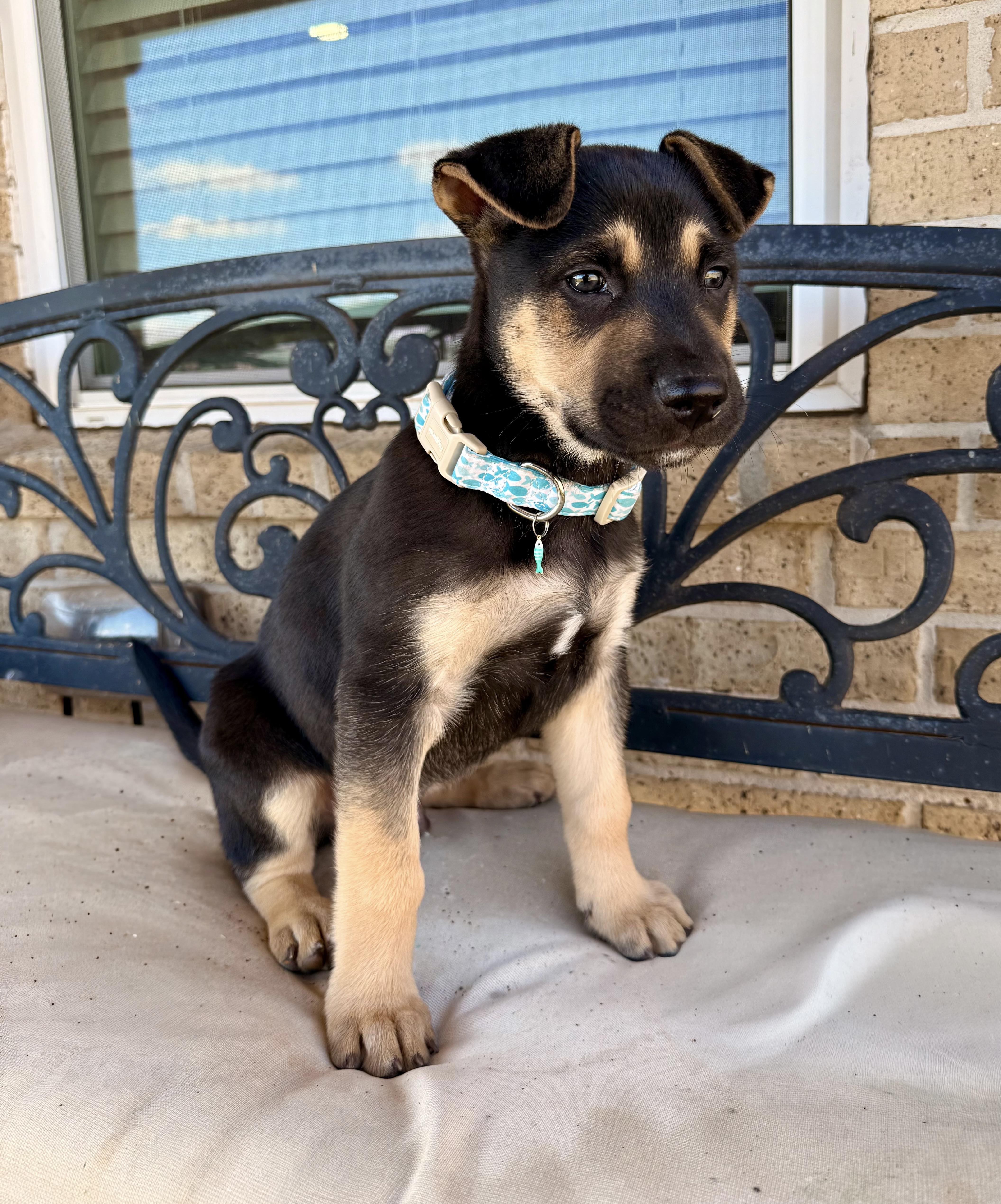 Enlarge William, an adopted mixed breed in Cypress, TX image 3/6