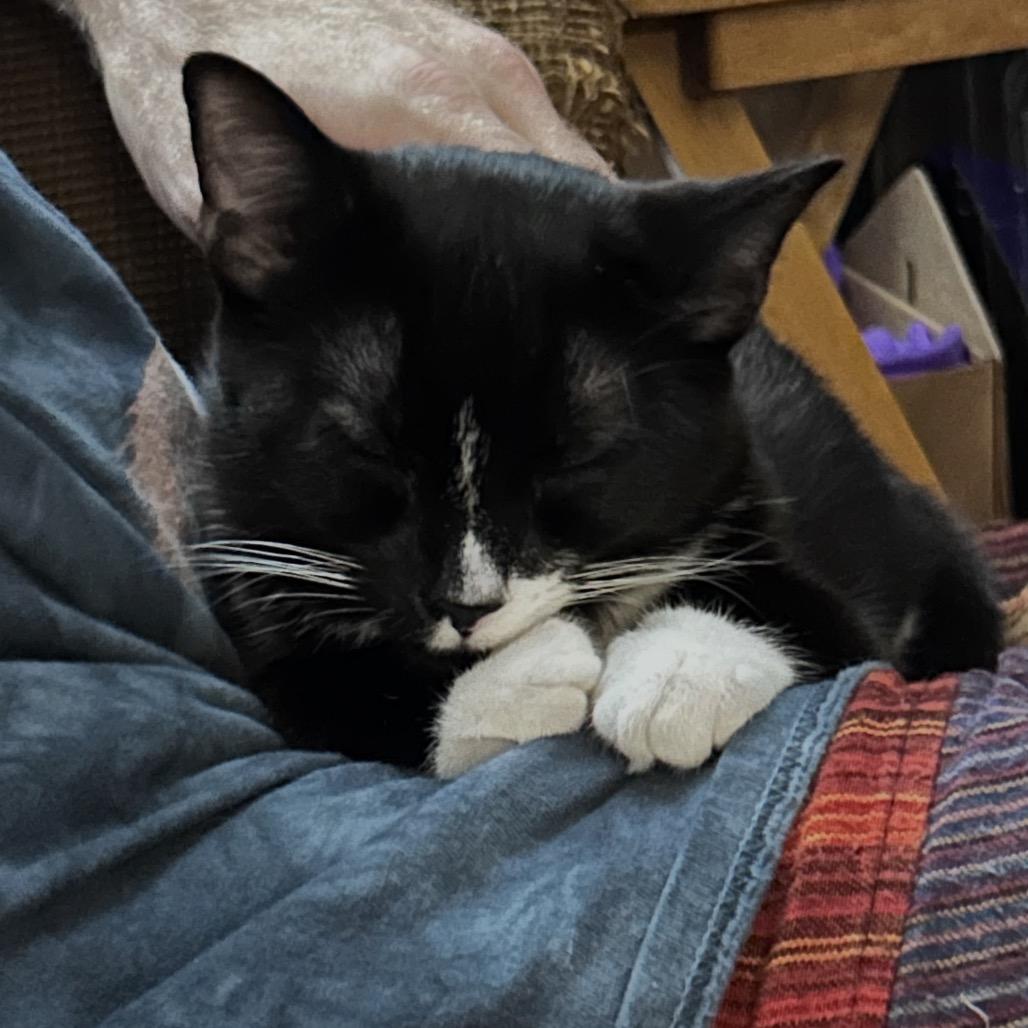 Miles, Adoptable, Young Male Domestic Medium Hair.