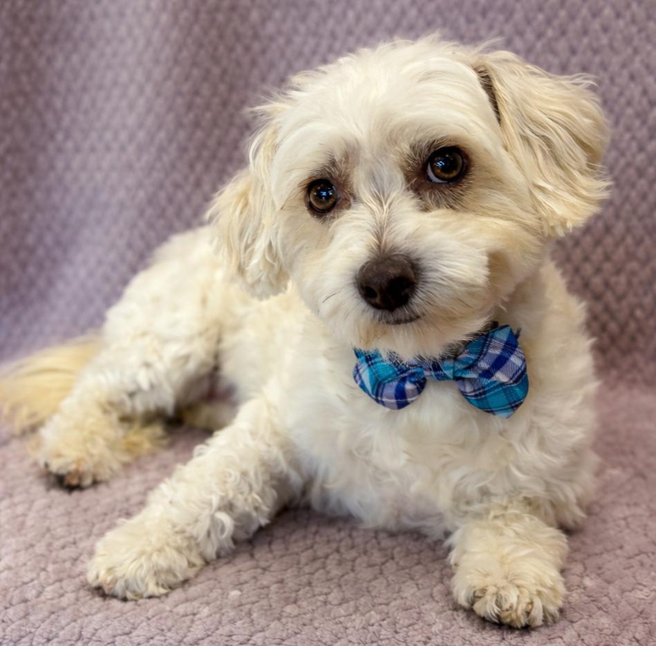 Enlarge Sammy, a Adoptable mixed breed in Lodi, CA image 2/4
