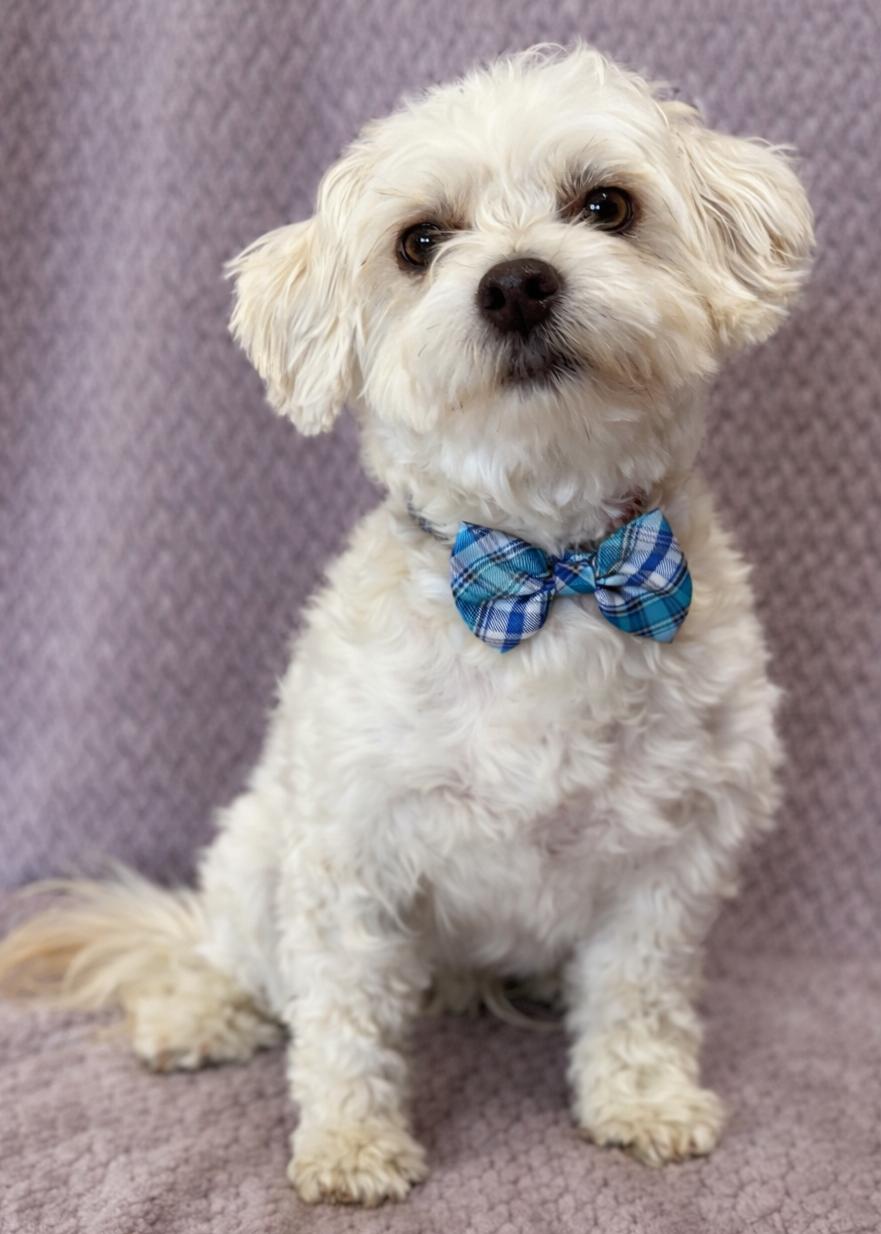Enlarge Sammy, a Adoptable mixed breed in Lodi, CA image 1/4
