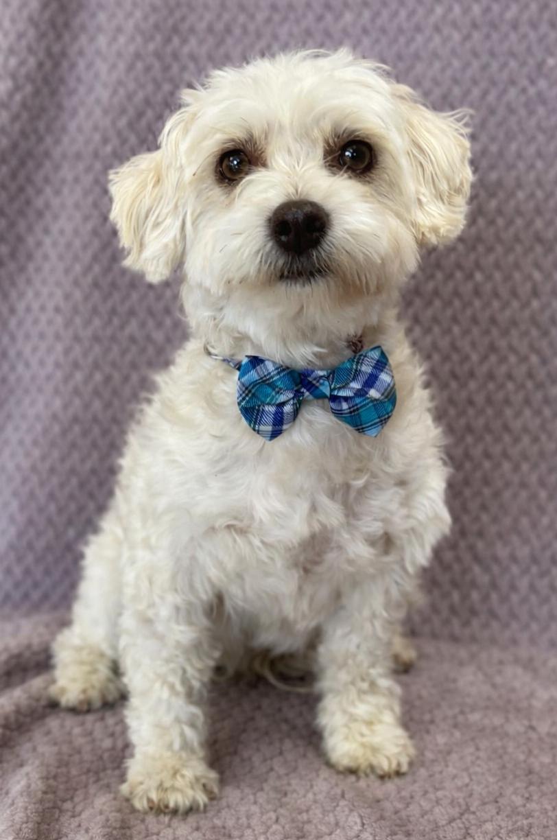 Enlarge Sammy, a Adoptable mixed breed in Lodi, CA image 4/4