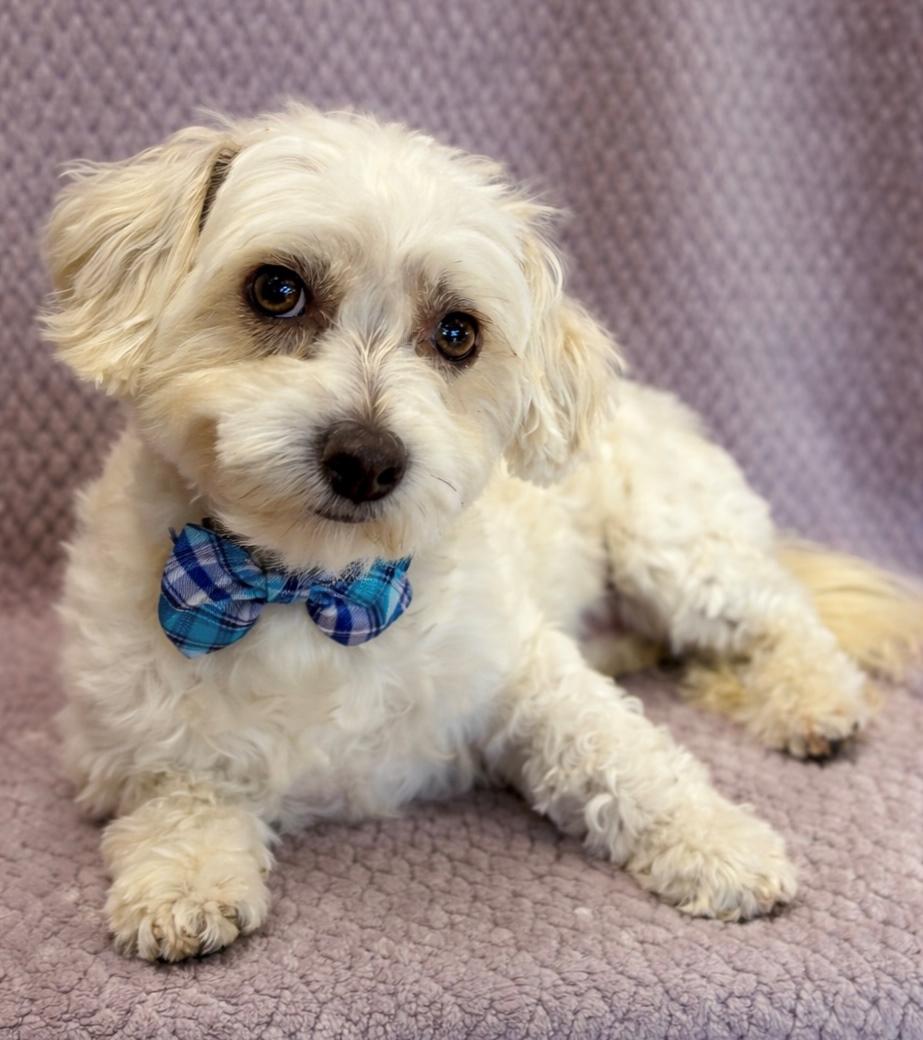 Enlarge Sammy, a Adoptable mixed breed in Lodi, CA image 3/4