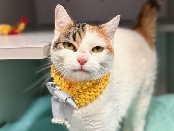 Purfect Princess — thumbnail 2