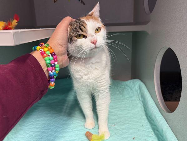 Purfect Princess — thumbnail 3