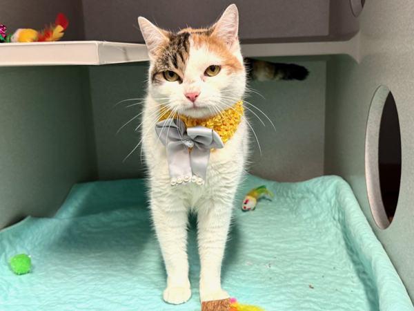 Purfect Princess — thumbnail 4