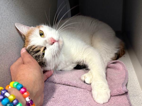 Purfect Princess — thumbnail 5