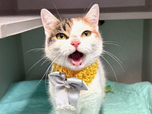 Purfect Princess — thumbnail 6