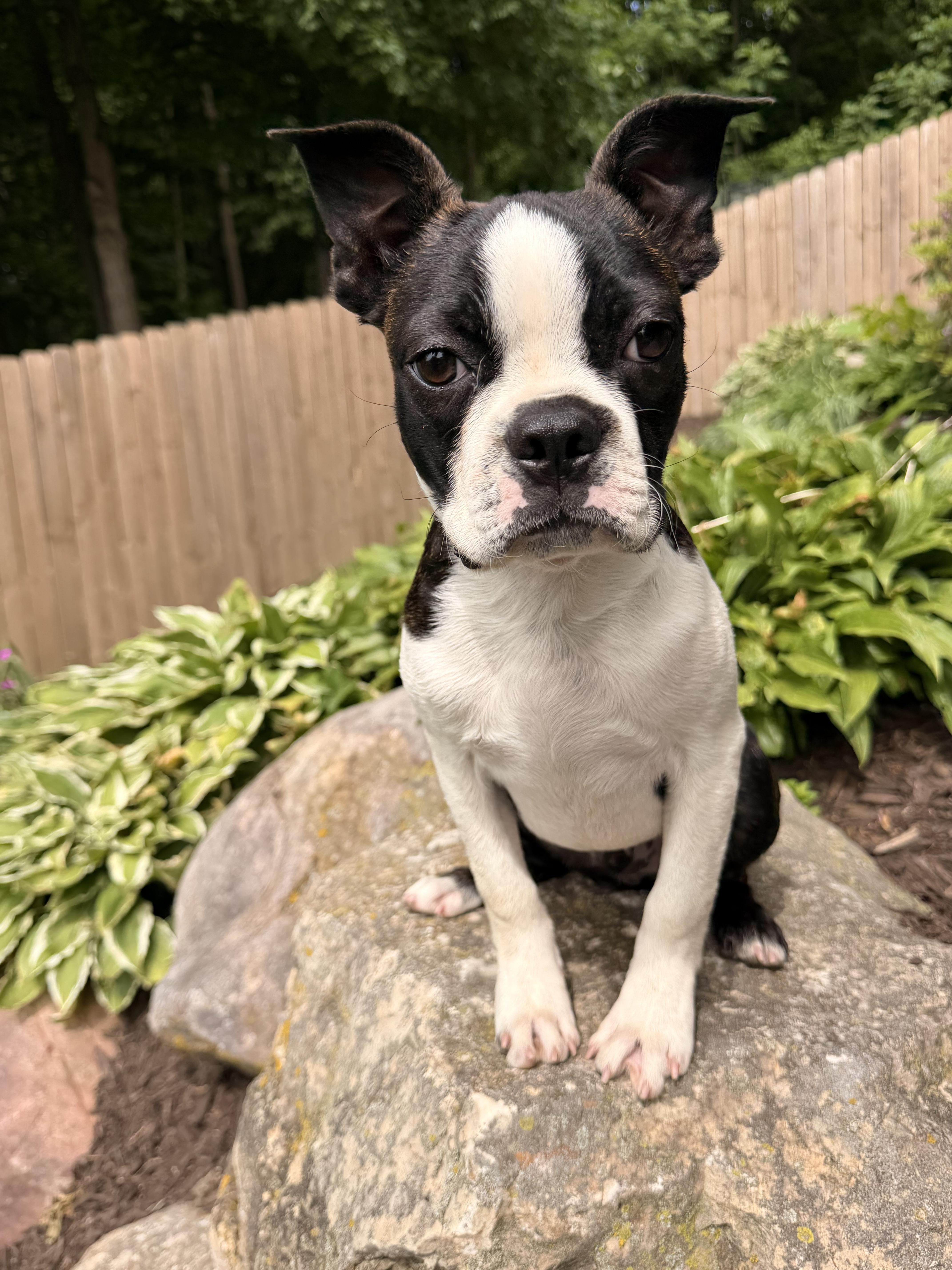 Sawyer, an adopted Boston Terrier in North Freedom, WI image 3/5