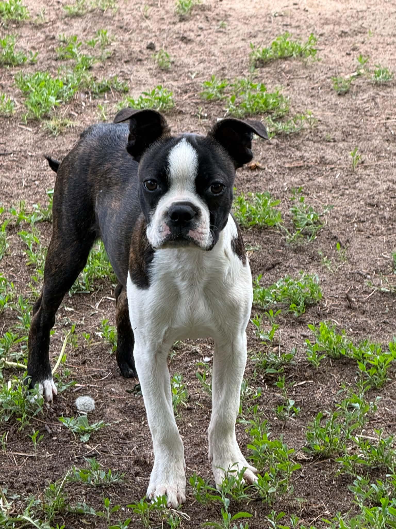 Sawyer, an adopted Boston Terrier in North Freedom, WI image 2/5