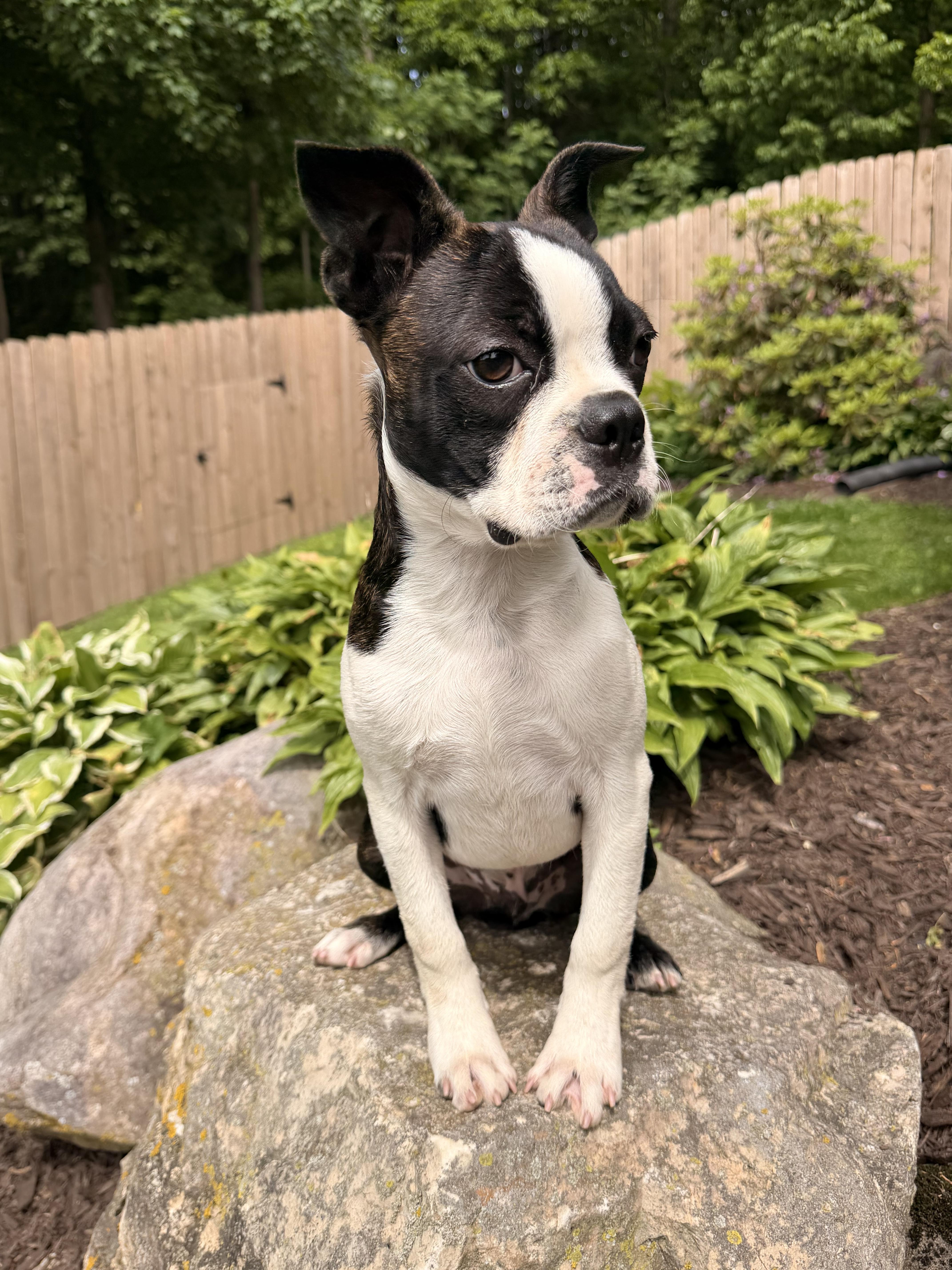 Sawyer, an adopted Boston Terrier in North Freedom, WI image 4/5