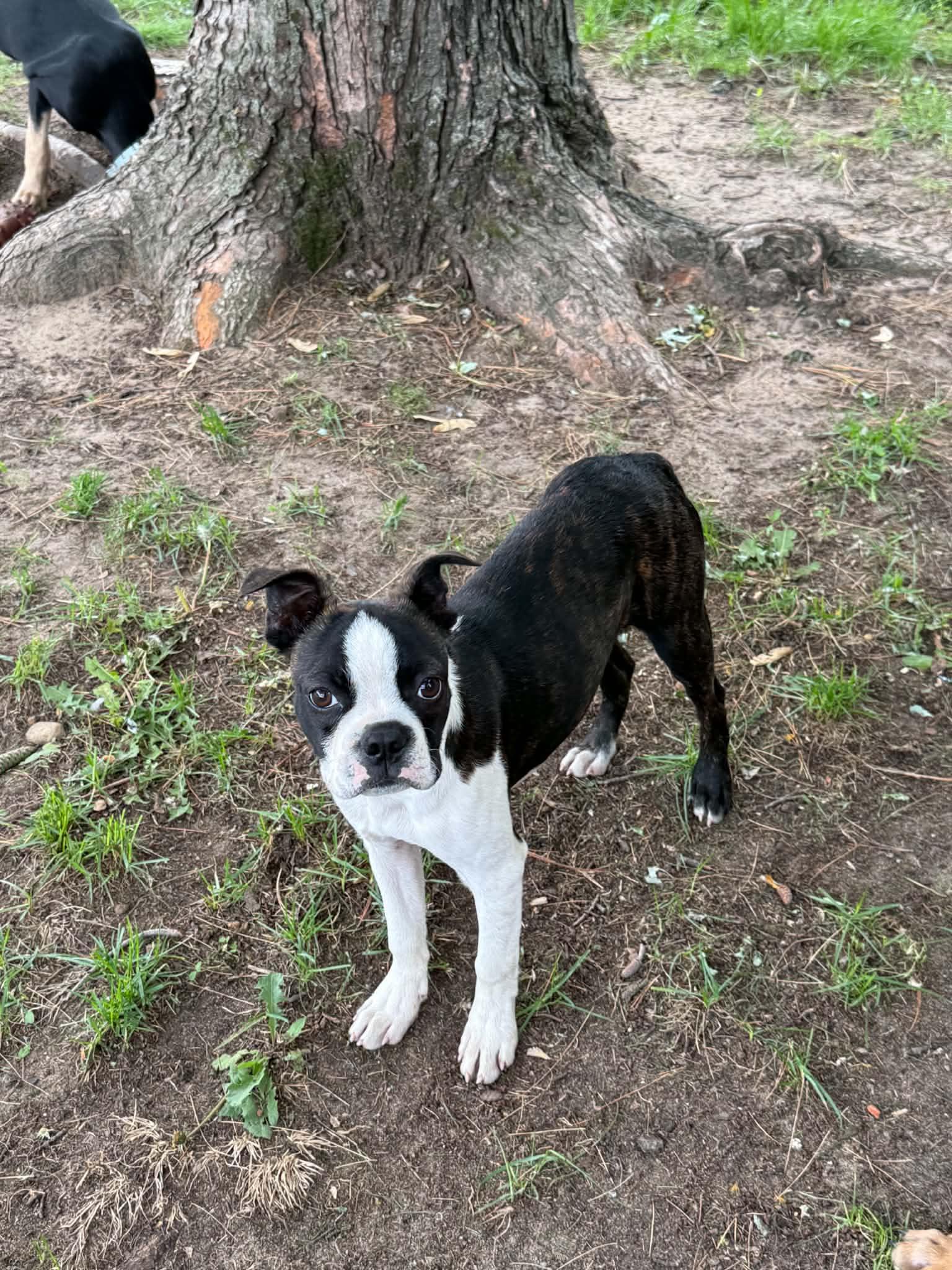Sawyer, adopted, Puppy Male Boston Terrier.