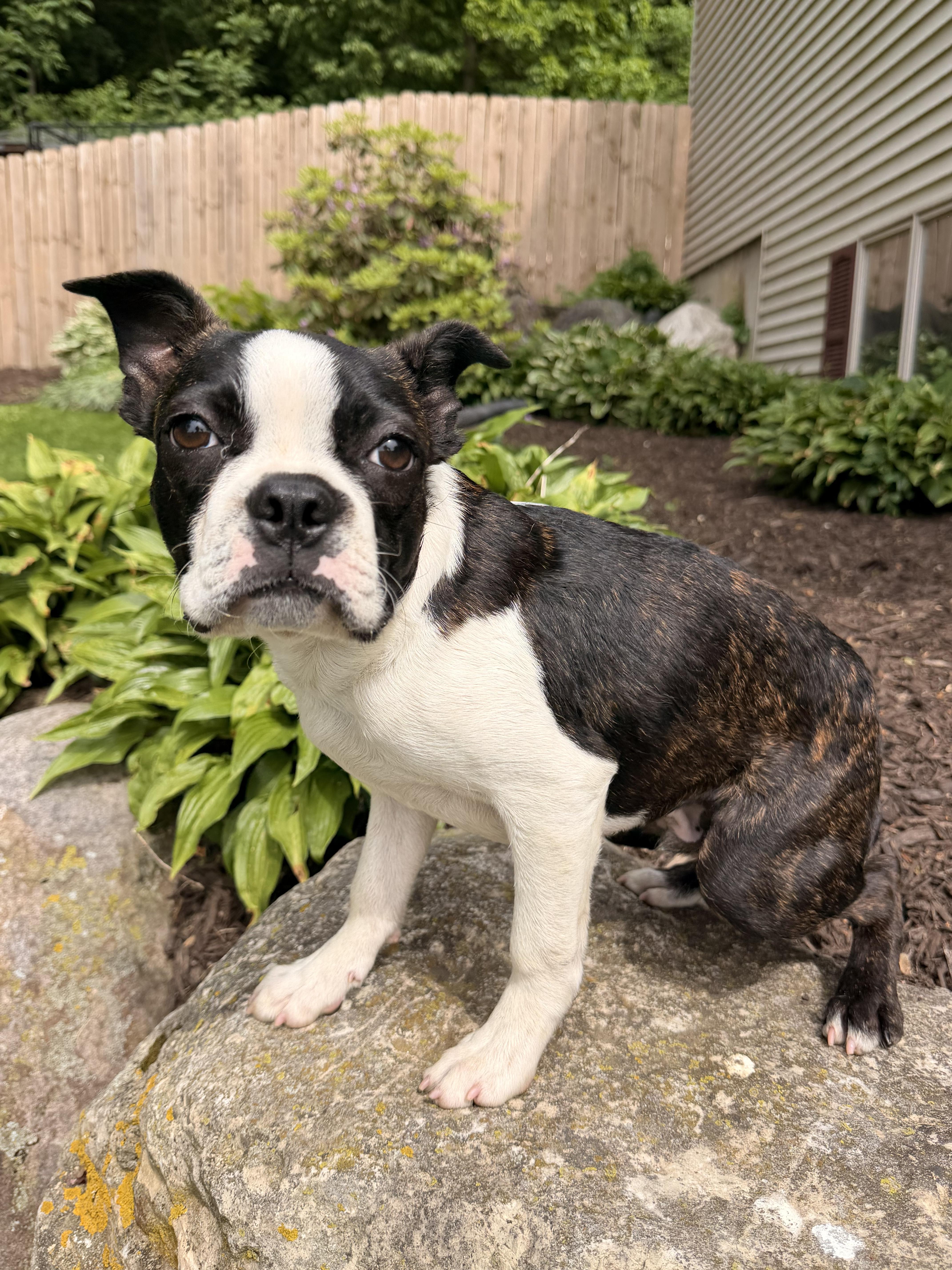 Sawyer, an adopted Boston Terrier in North Freedom, WI image 5/5
