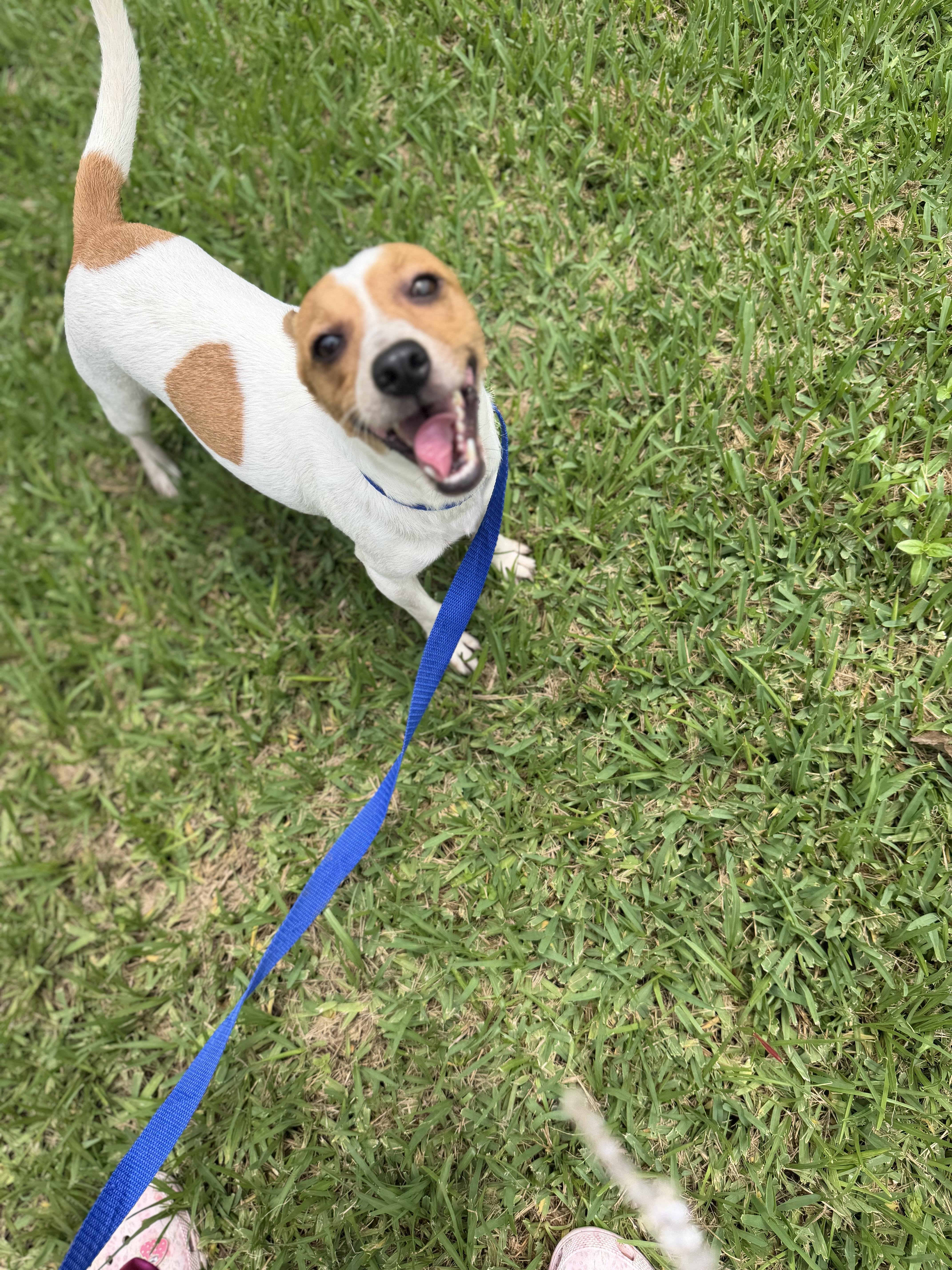 Rusty, a ADOPTABLE mixed breed in Westerly, RI image 2/4