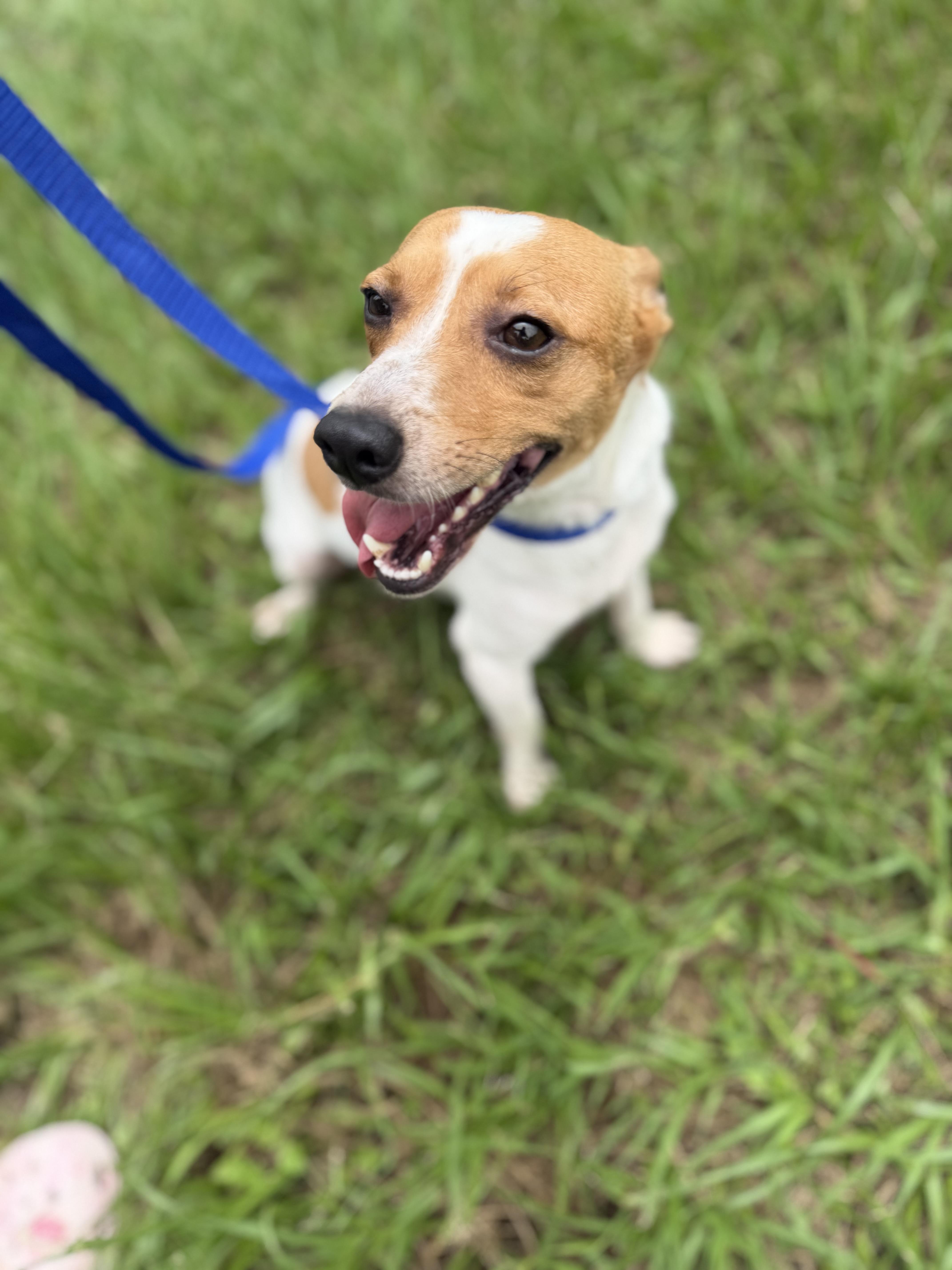 Rusty, a ADOPTABLE mixed breed in Westerly, RI image 4/4