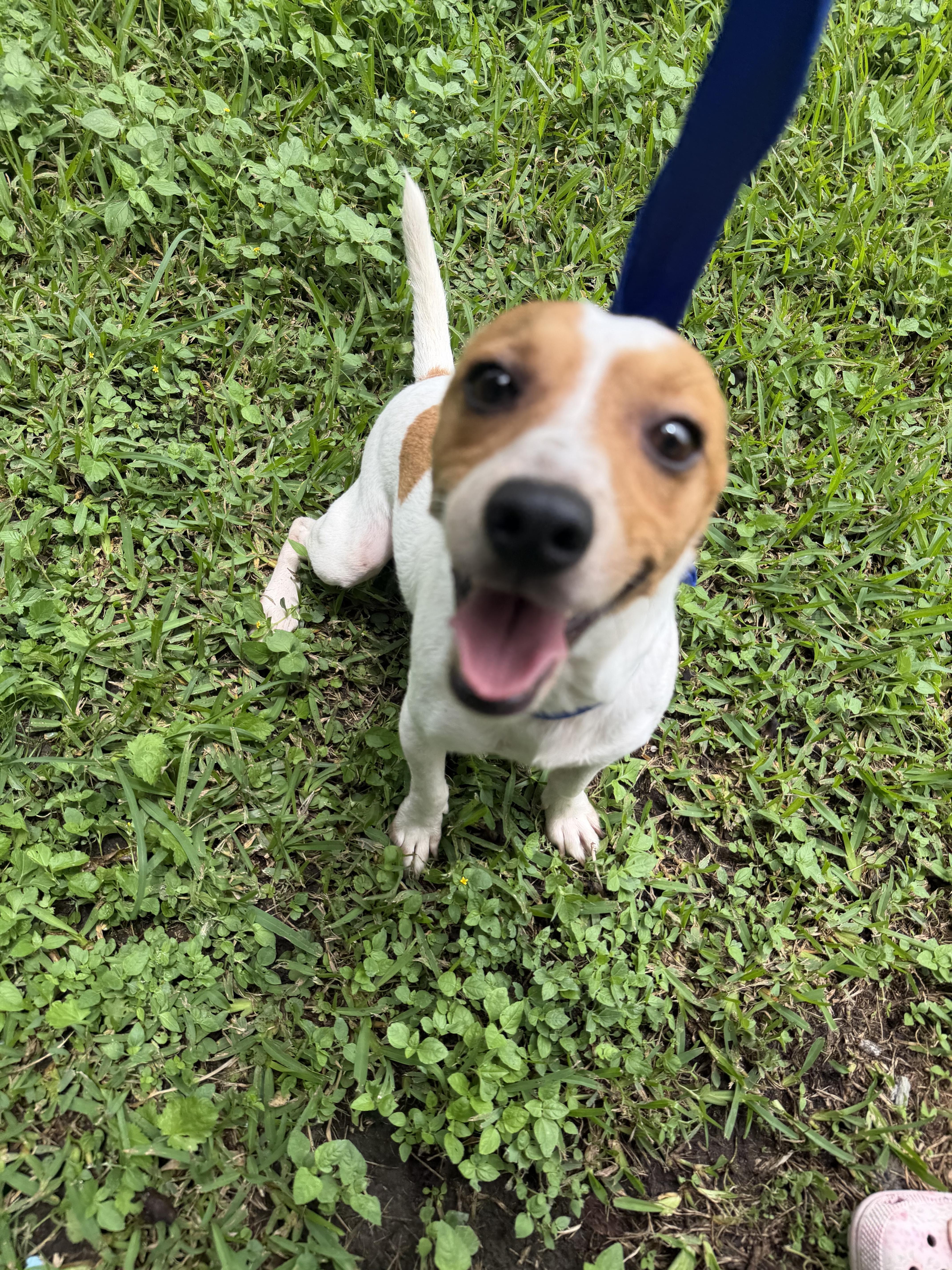 Rusty, a ADOPTABLE mixed breed in Westerly, RI image 3/4