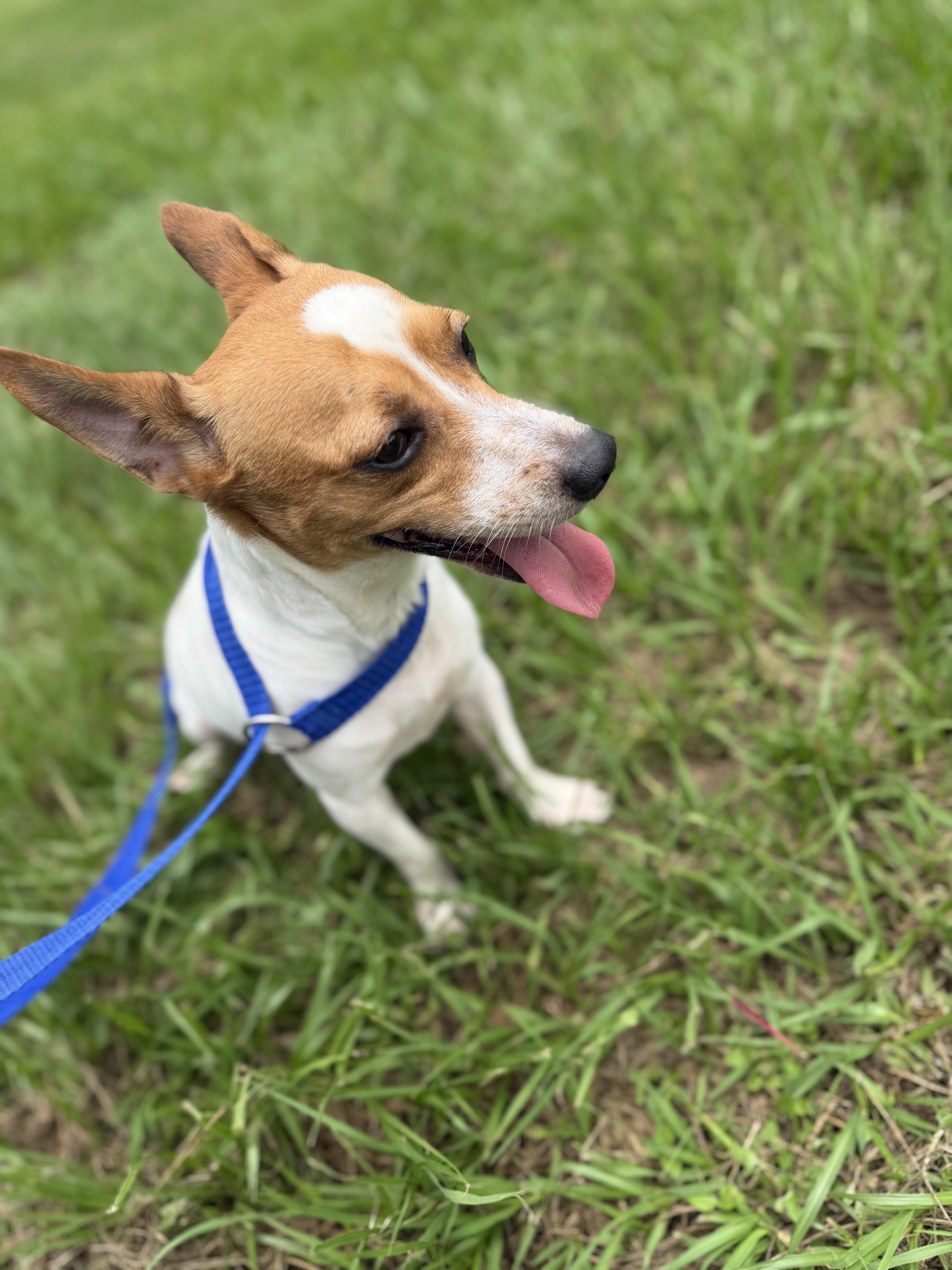 Rusty, a ADOPTABLE mixed breed in Westerly, RI image 1/4