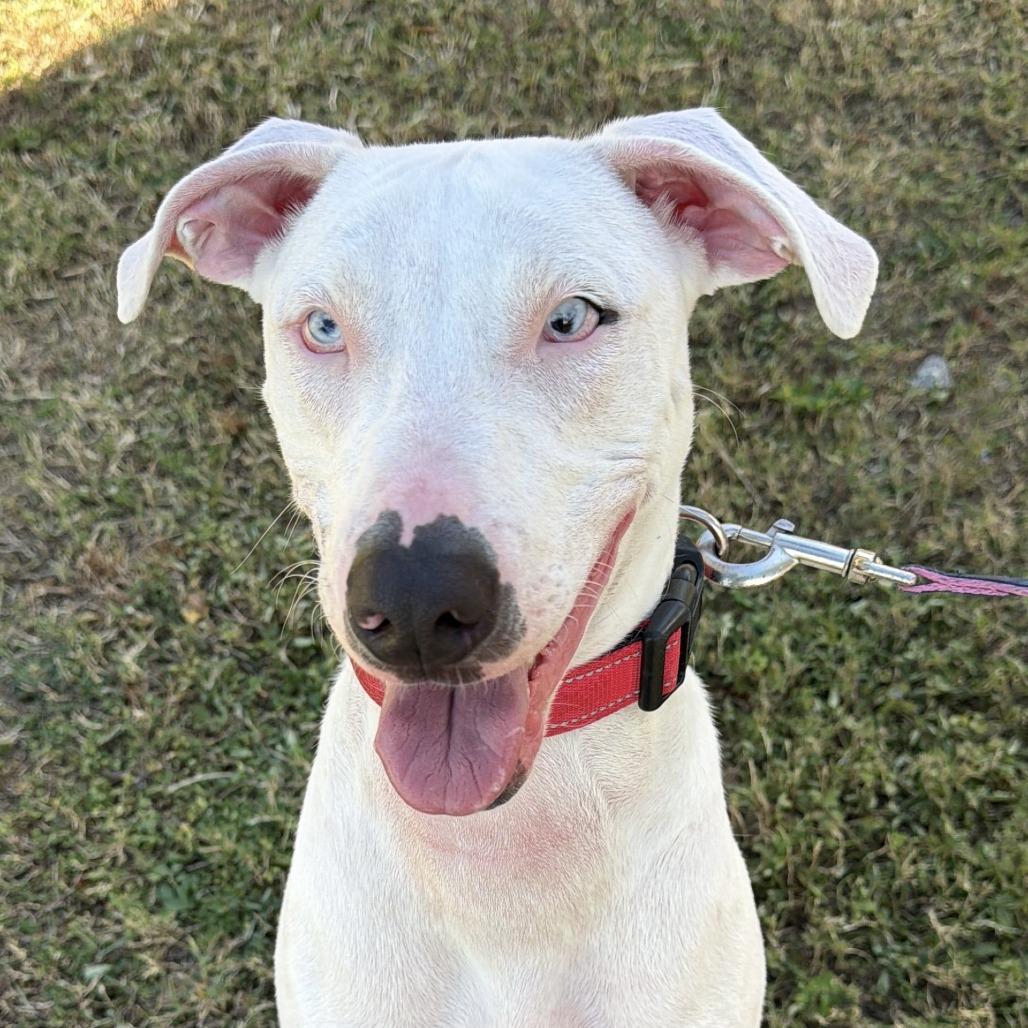 Enlarge Seymour, a Adoptable Catahoula Leopard Dog in Lakeland, FL image 1/6