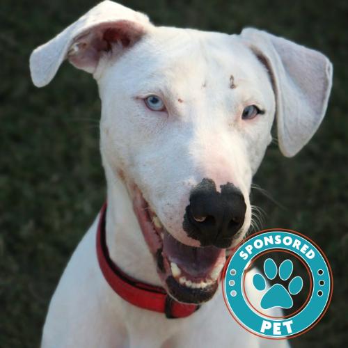 Enlarge Seymour, a Adoptable Catahoula Leopard Dog in Lakeland, FL image 5/6