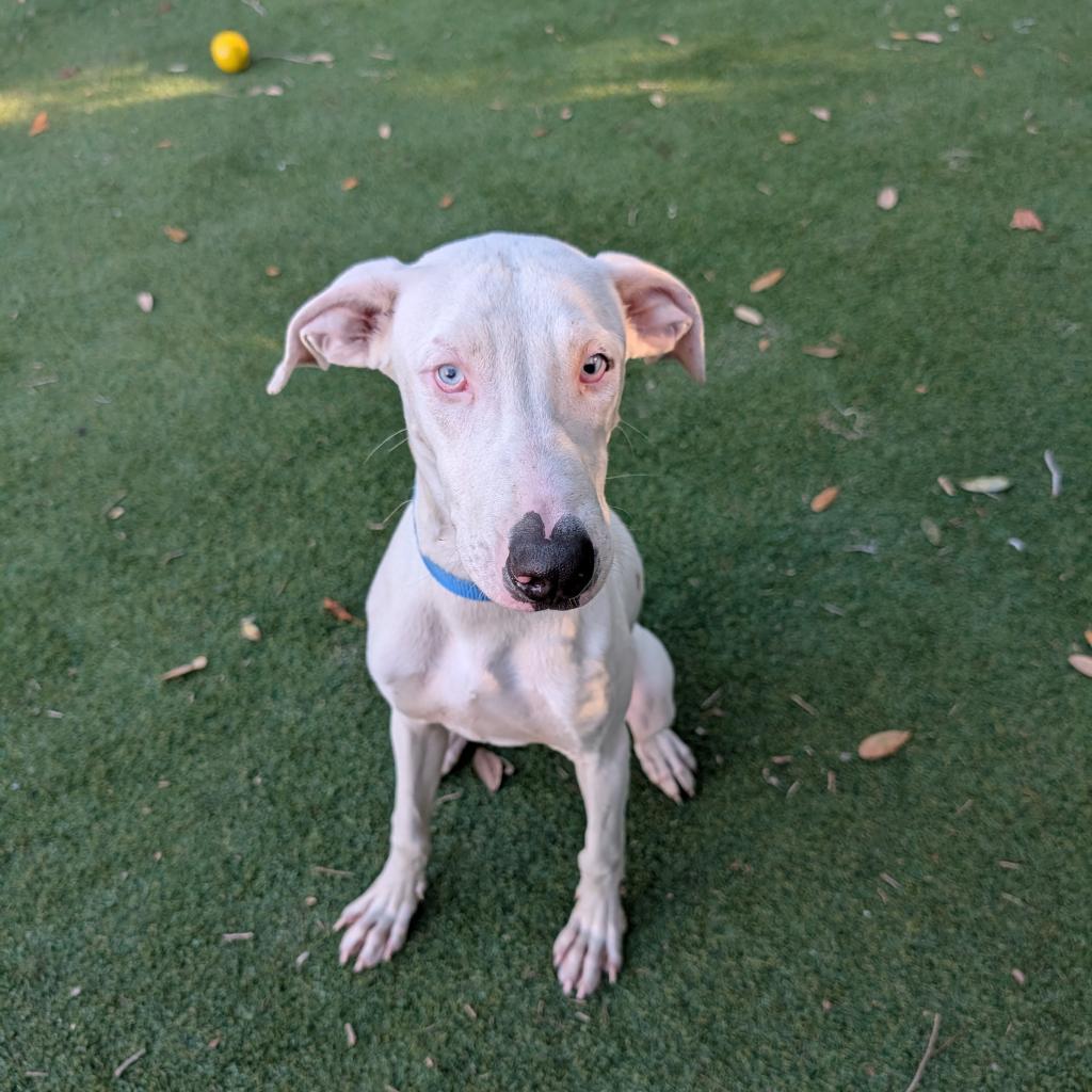 Enlarge Seymour, a Adoptable Catahoula Leopard Dog in Lakeland, FL image 6/6