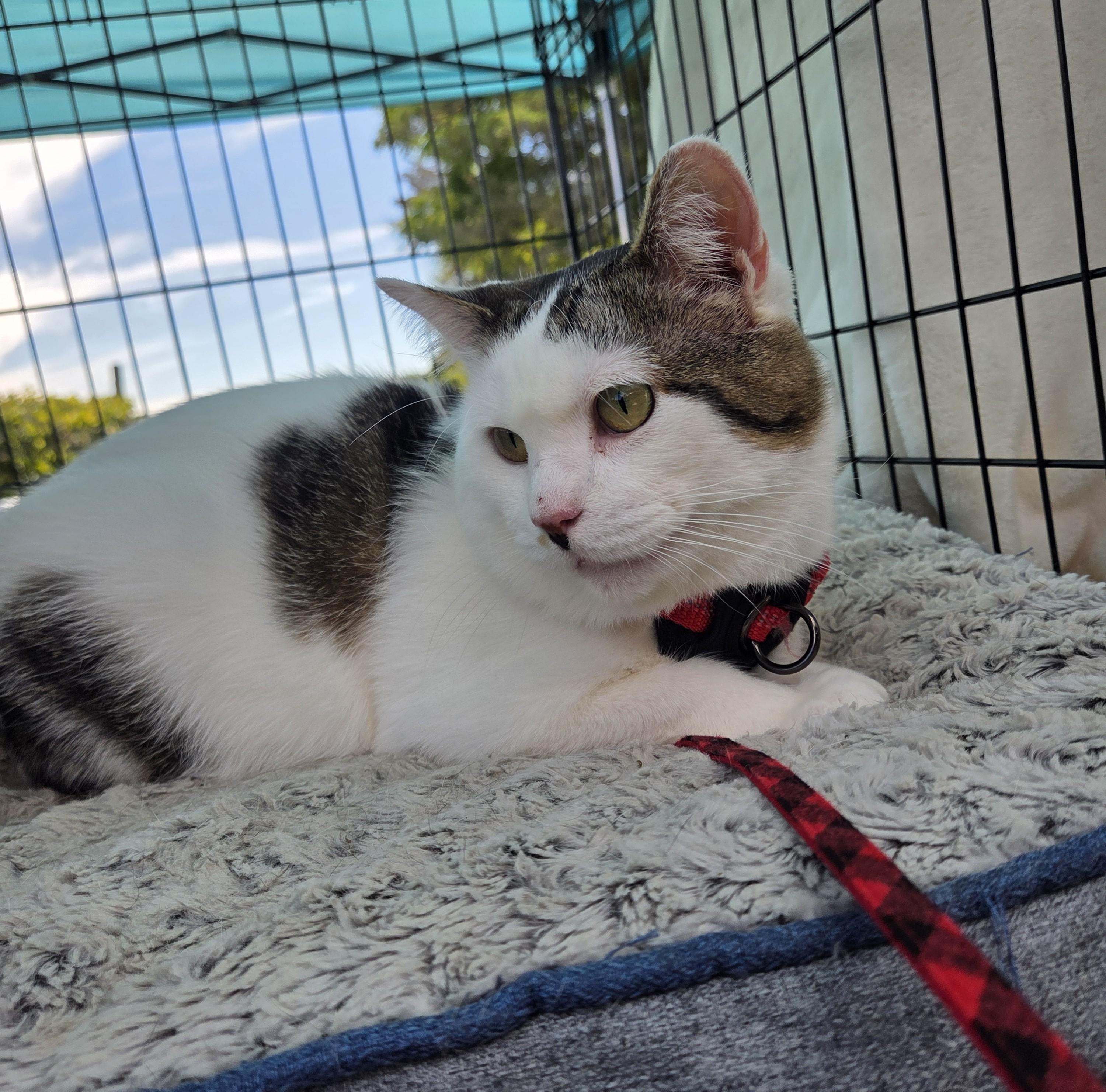 Enlarge Wybie (FIV Positive), a Adoptable mixed breed in Lexington, MI image 6/6