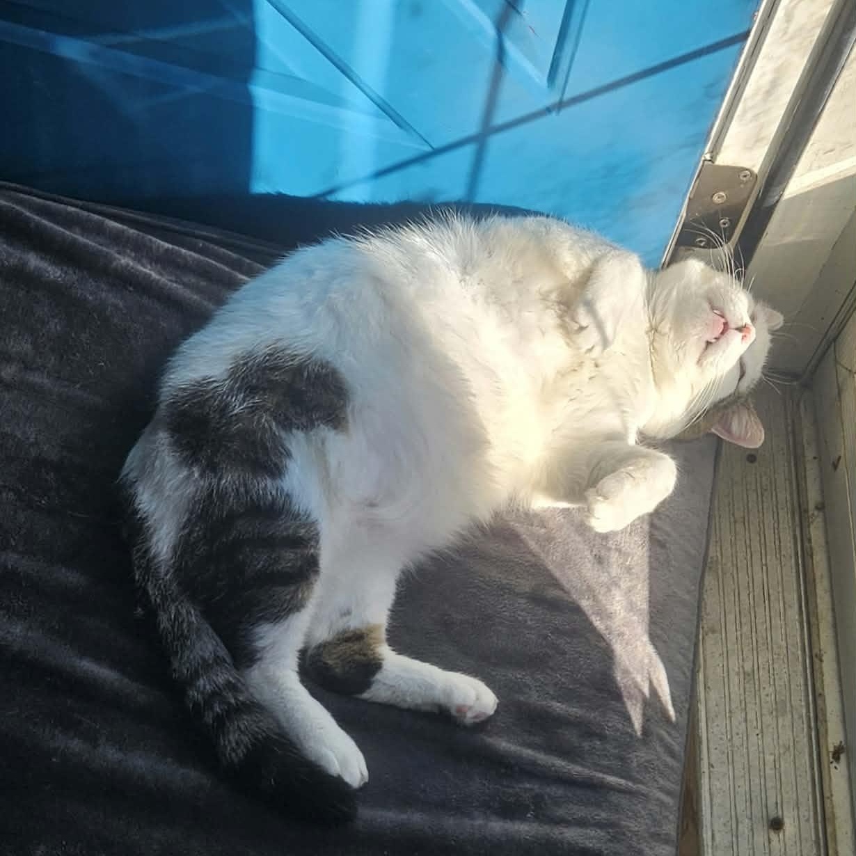 Enlarge Wybie (FIV Positive), a Adoptable mixed breed in Lexington, MI image 5/6