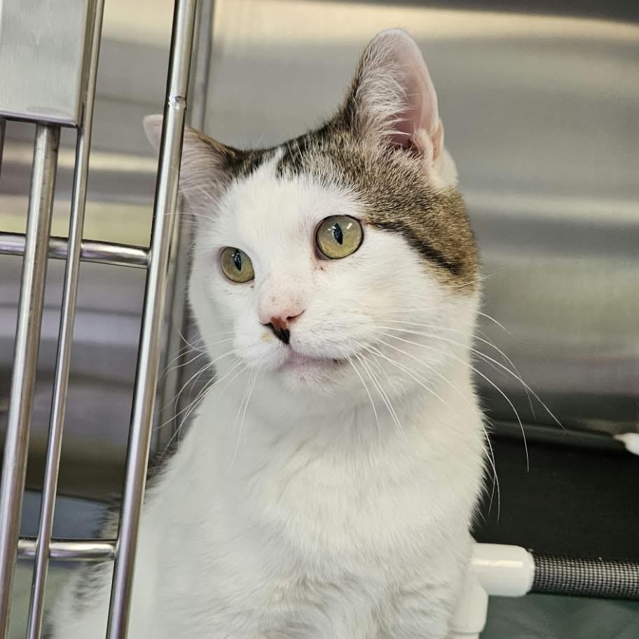 Wybie (FIV Positive), Adoptable, Adult Male Domestic Short Hair.