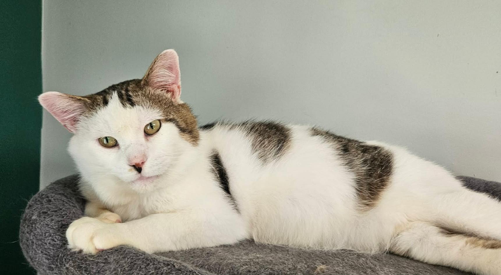 Enlarge Wybie (FIV Positive), a ADOPTABLE mixed breed in Carsonville, MI image 2/5