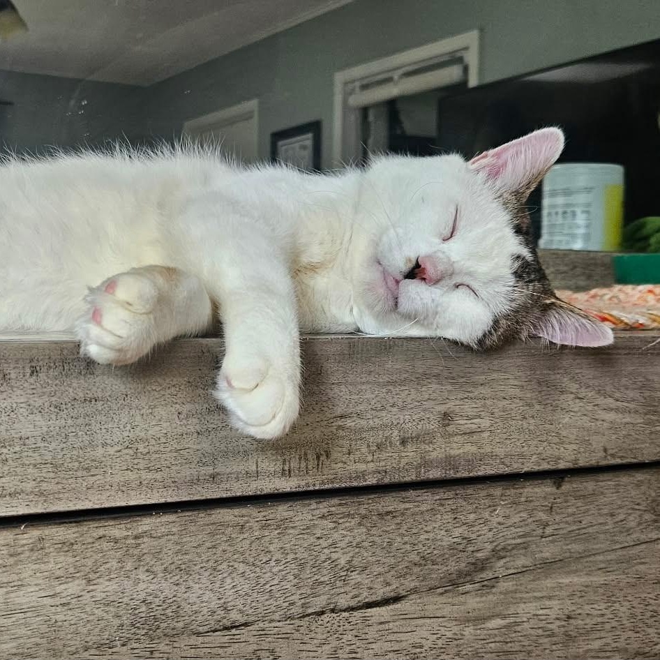 Enlarge Wybie (FIV Positive), a Adoptable mixed breed in Lexington, MI image 2/6