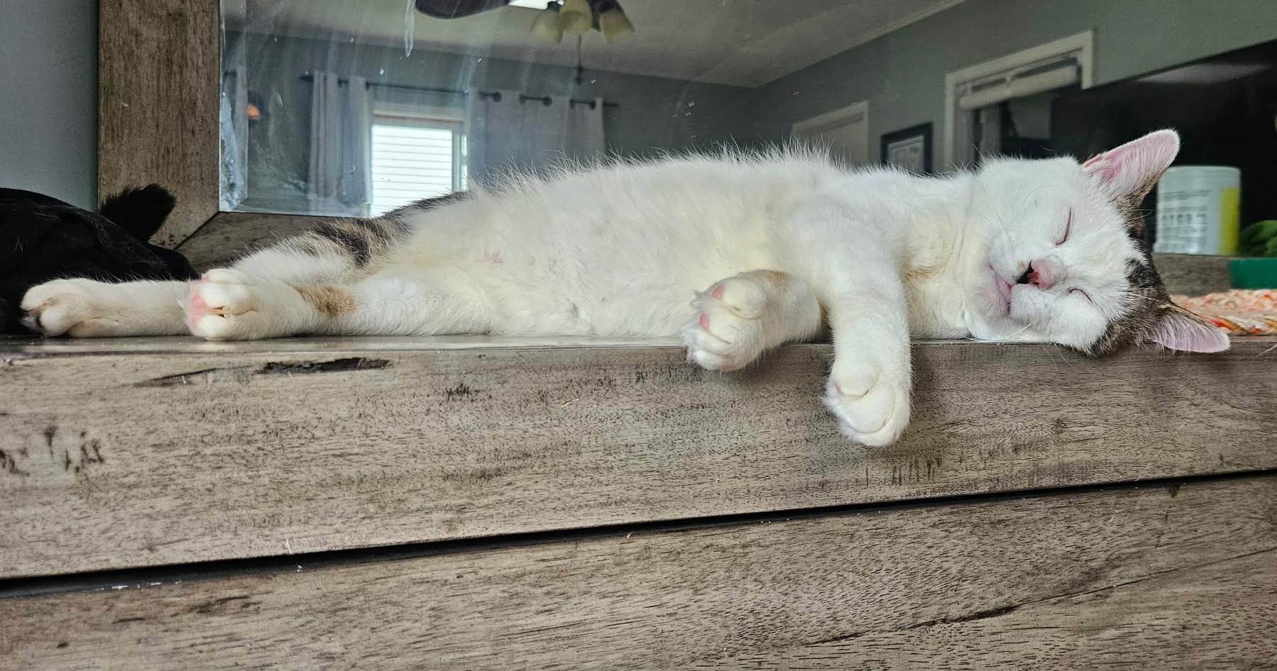 Enlarge Wybie (FIV Positive), a ADOPTABLE mixed breed in Carsonville, MI image 3/5
