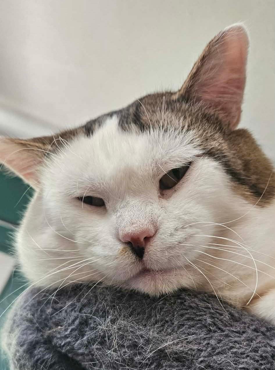 Wybie (FIV Positive), ADOPTABLE, Adult Male Domestic Short Hair.
