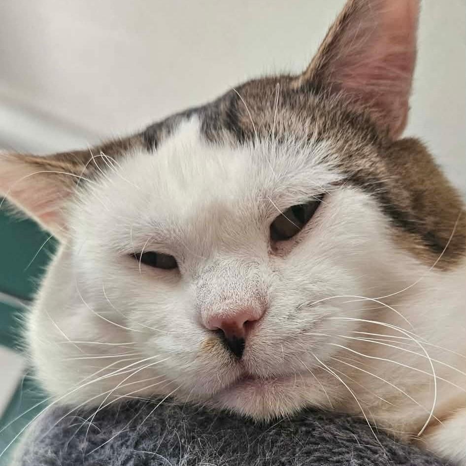 Enlarge Wybie (FIV Positive), a Adoptable mixed breed in Lexington, MI image 1/6