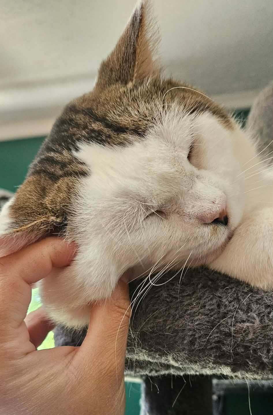 Enlarge Wybie (FIV Positive), a ADOPTABLE mixed breed in Carsonville, MI image 4/5