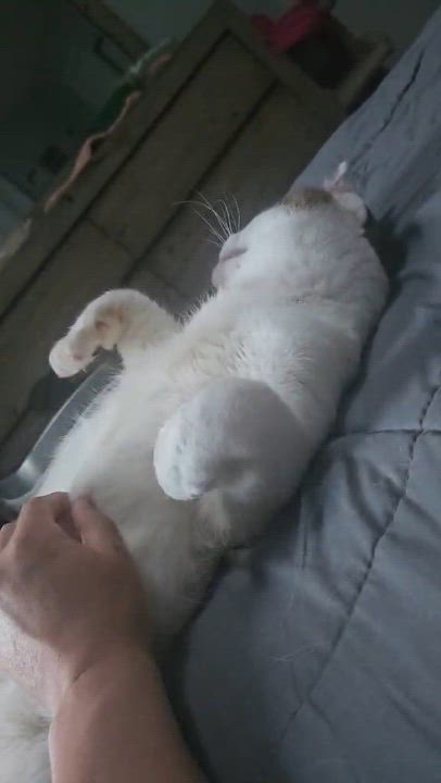 Enlarge Wybie (FIV Positive), a ADOPTABLE mixed breed in Carsonville, MI video 5/5