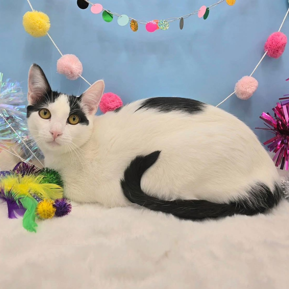 Sully, a Adoptable mixed breed in Lubbock, TX image 1/4