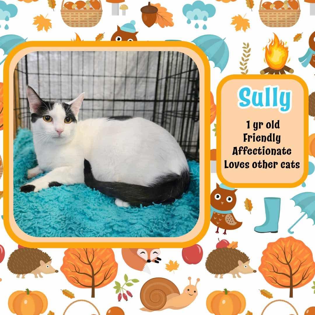 Sully, a Adoptable mixed breed in Lubbock, TX image 2/4