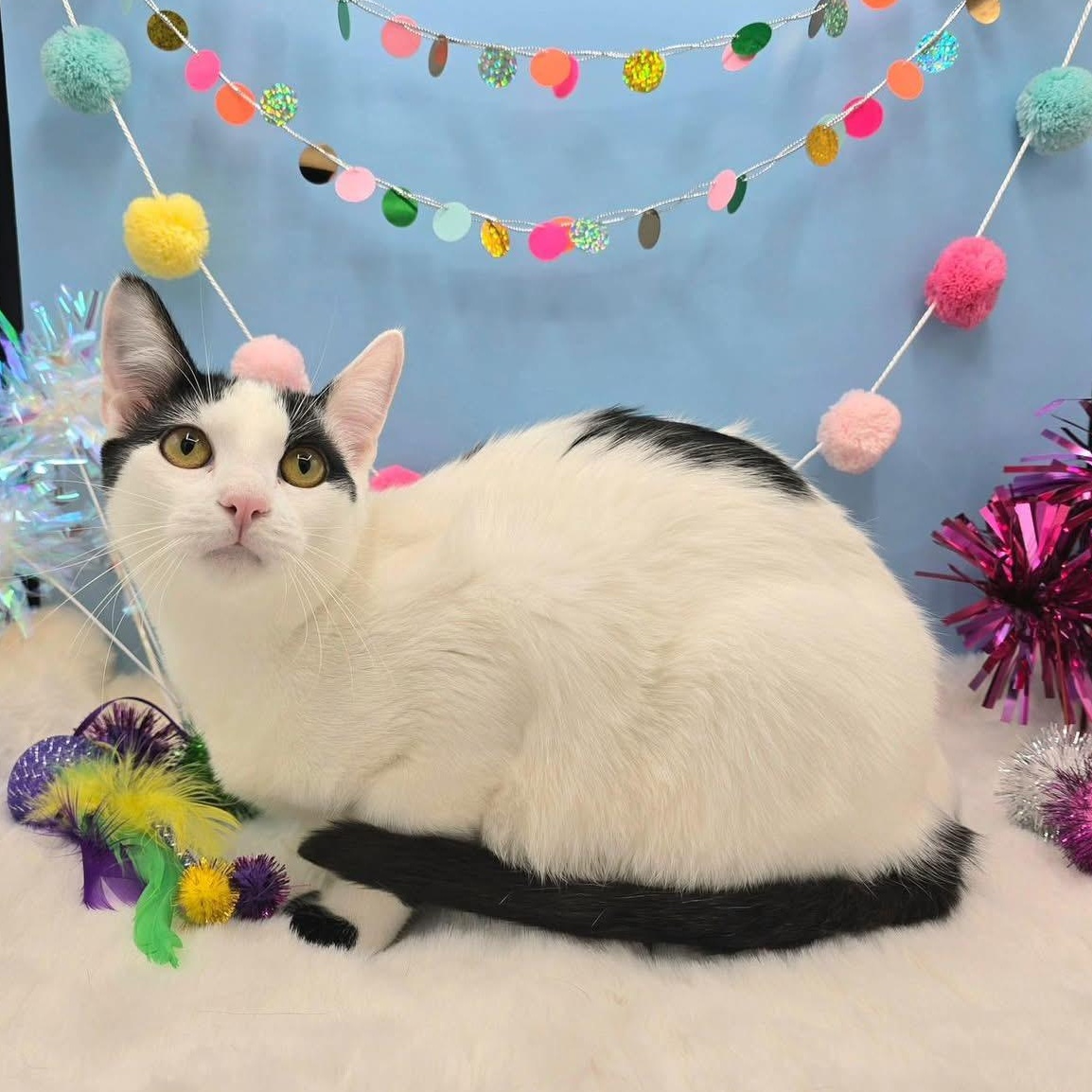 Sully, a Adoptable mixed breed in Lubbock, TX image 3/4