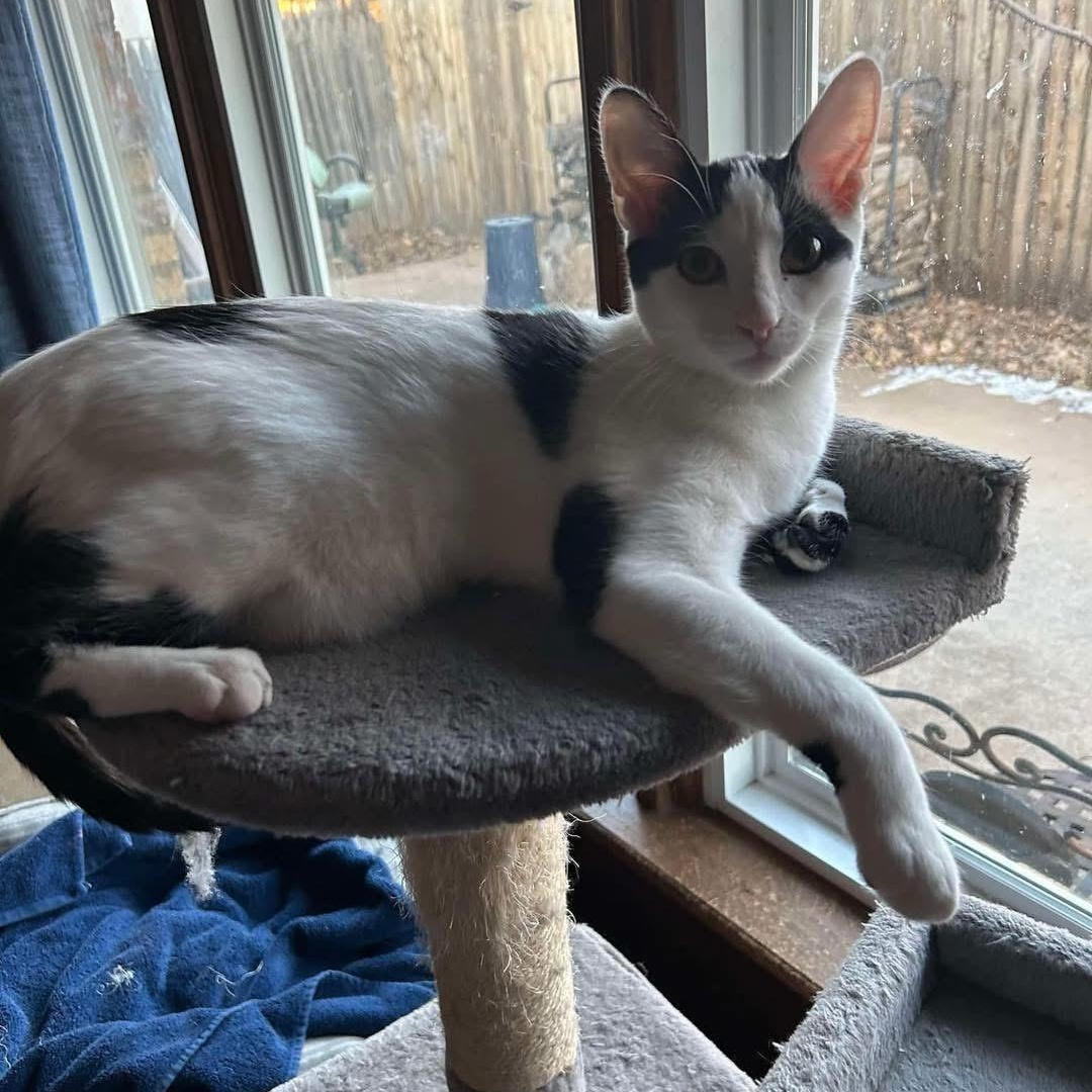 Sully, a Adoptable mixed breed in Lubbock, TX image 4/4