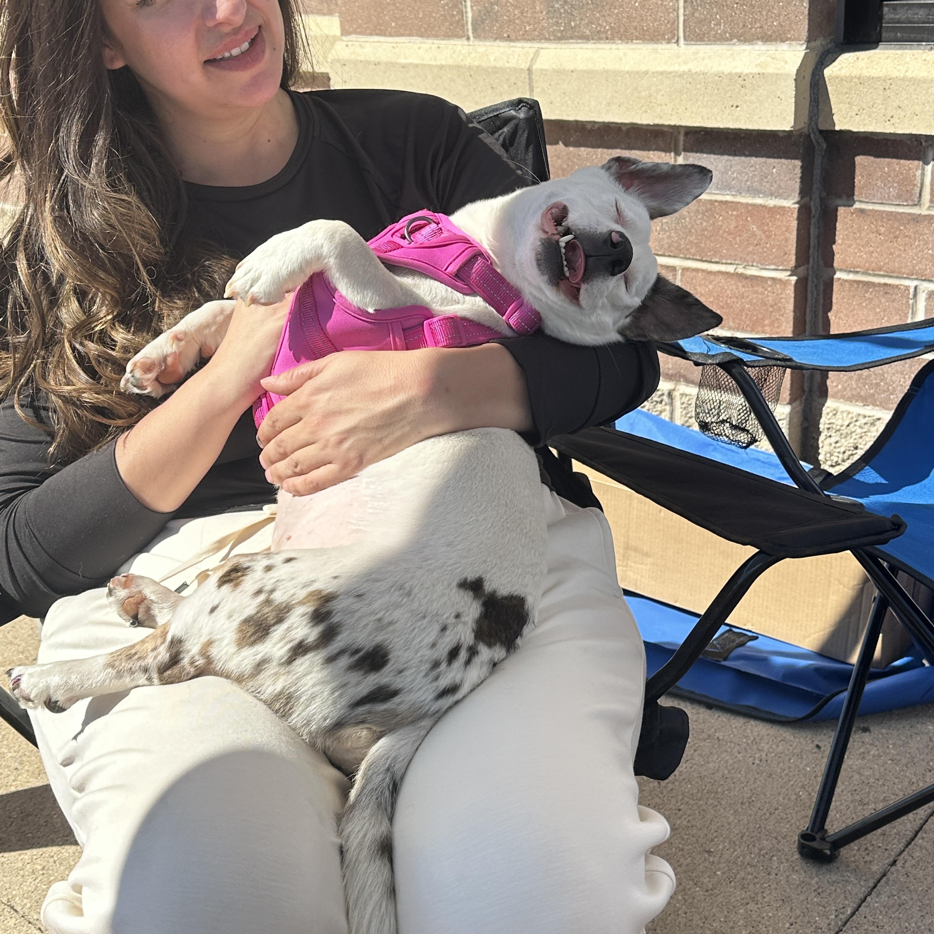 Chompo & Gomez, a Adoptable mixed breed in Elkhorn, WI image 5/6