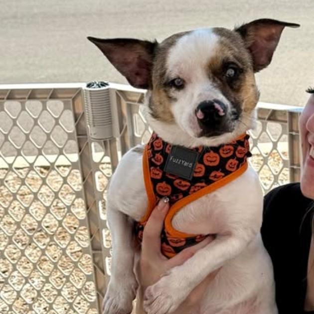 Chompo & Gomez, Adoptable, Adult Male Corgi.