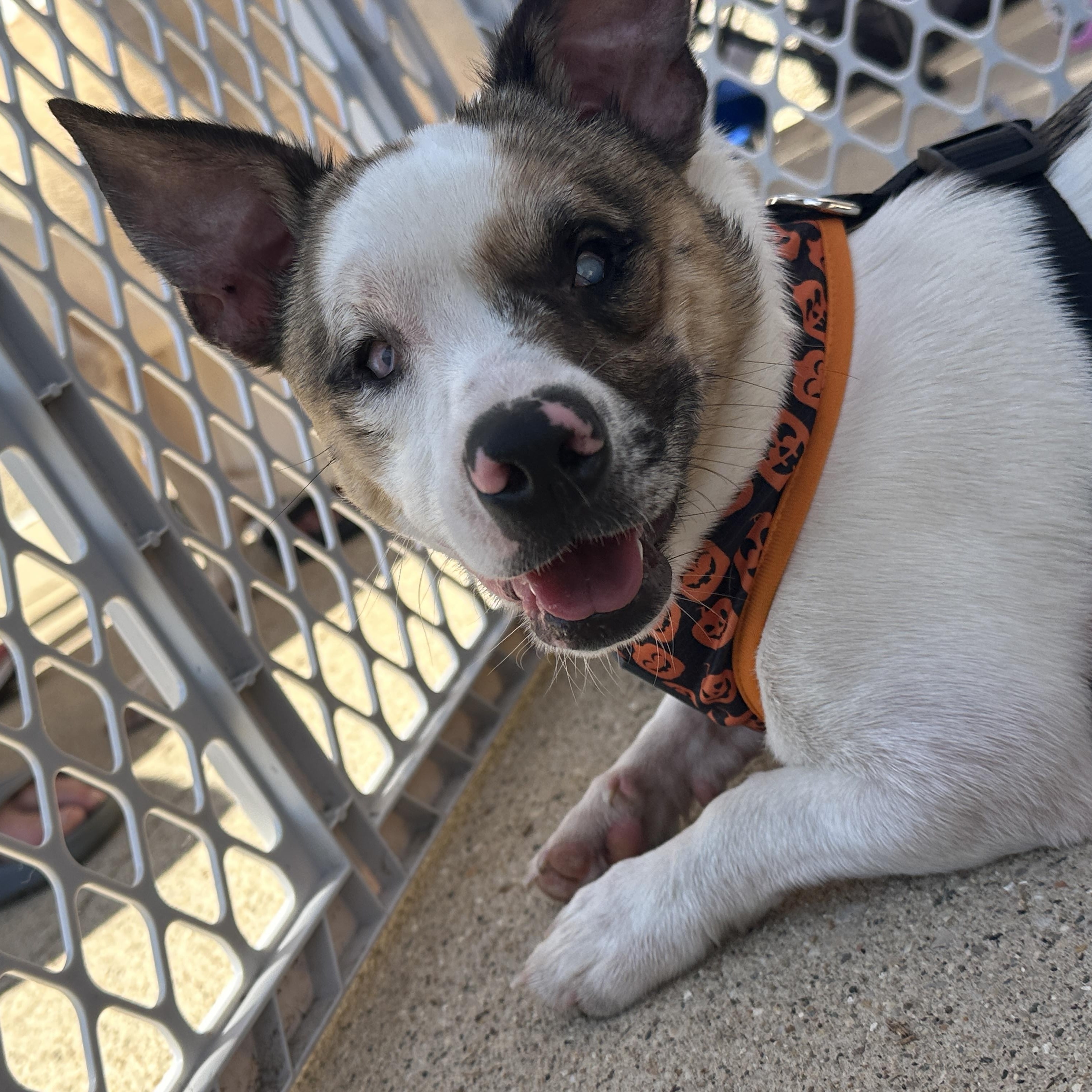 Chompo & Gomez, a Adoptable mixed breed in Elkhorn, WI image 4/6