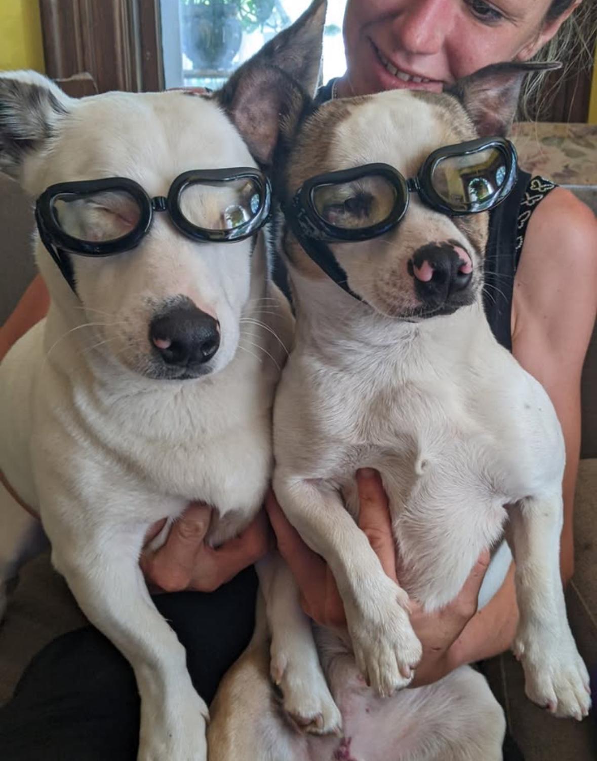 Chompo & Gomez, Adoptable, Adult Male Corgi.