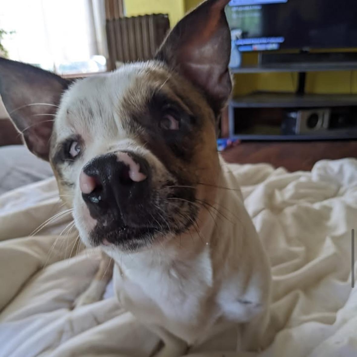 Chompo & Gomez, a Adoptable mixed breed in Elkhorn, WI image 6/6