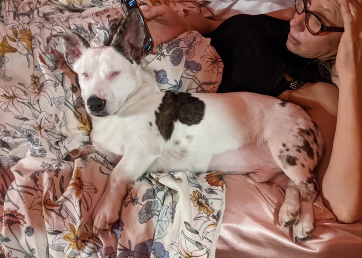 Chompo & Gomez, a Adoptable mixed breed in Elkhorn, WI image 3/6