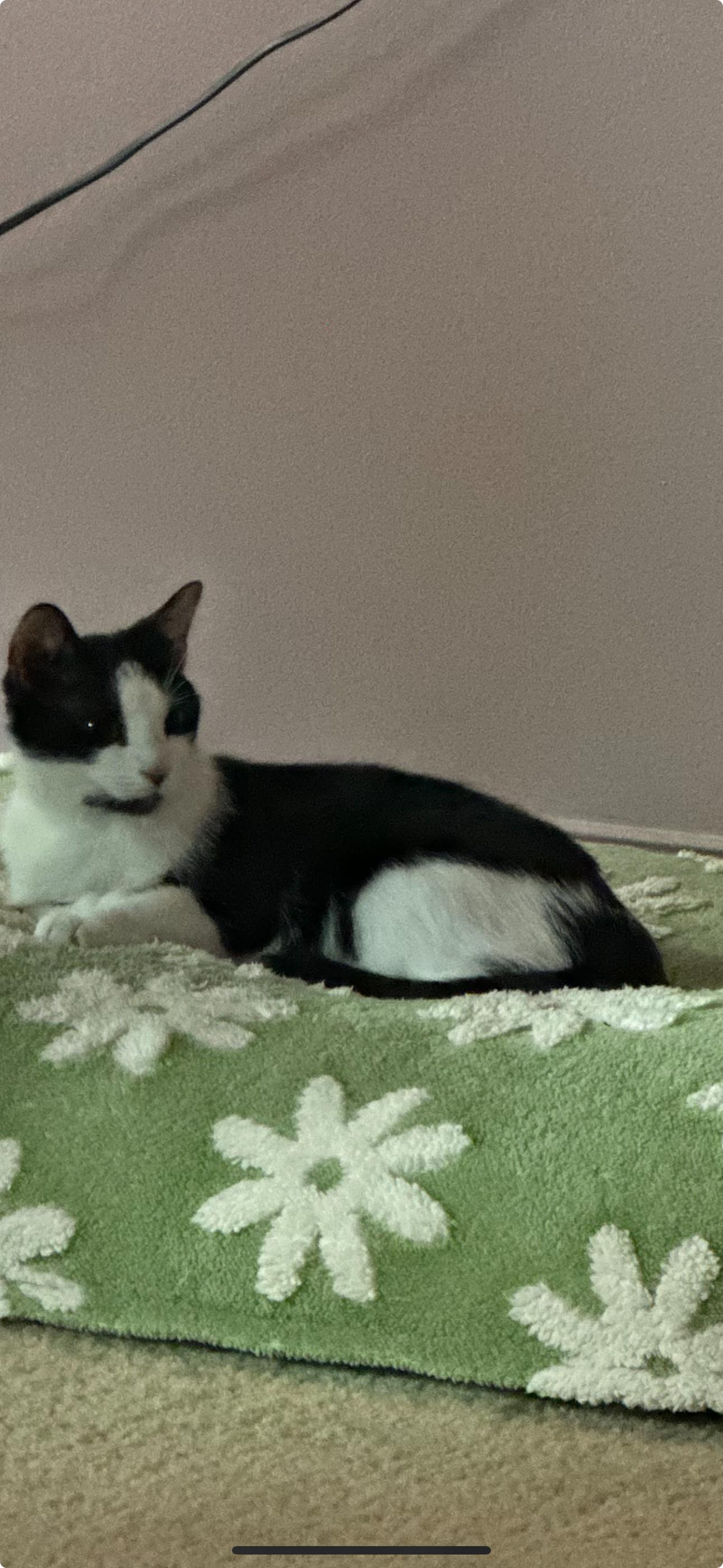 Enlarge Jill, a Adoptable Domestic Medium Hair in Sneads Ferry, NC image 1/1