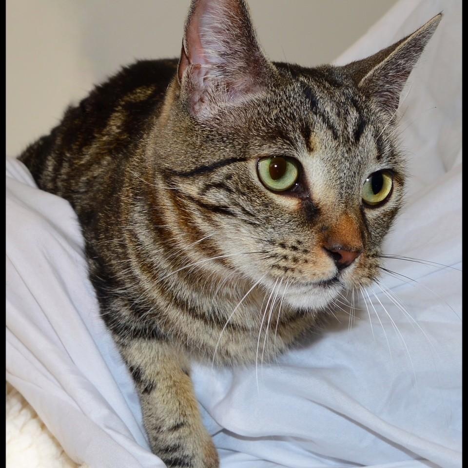 Enlarge Charlie, a ADOPTABLE Tabby in San Andreas, CA image 1/1