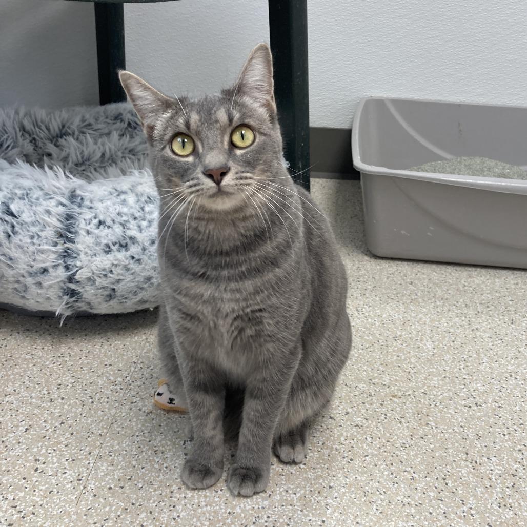 Mae, Adoptable, Young Female Domestic Short Hair.