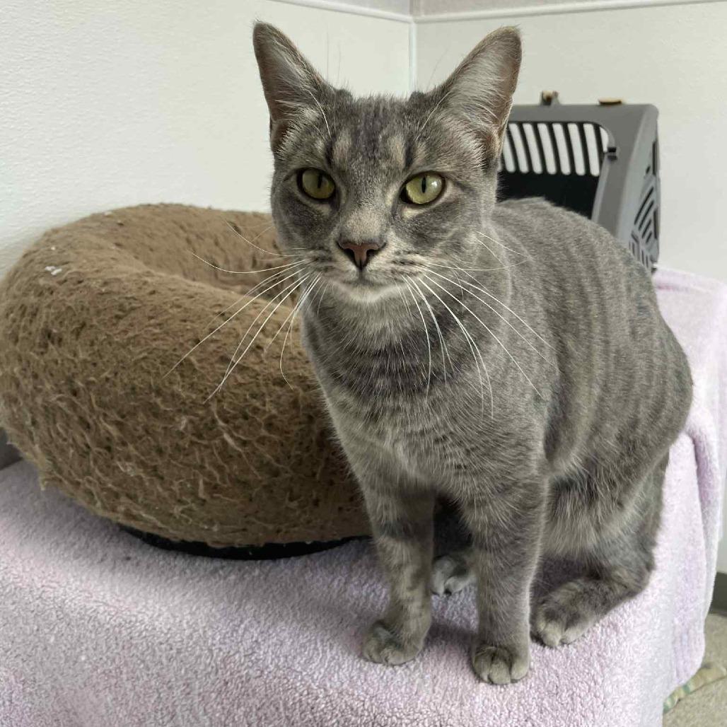 Enlarge Mae, a Adoptable Domestic Short Hair in St. Helena, CA image 2/6
